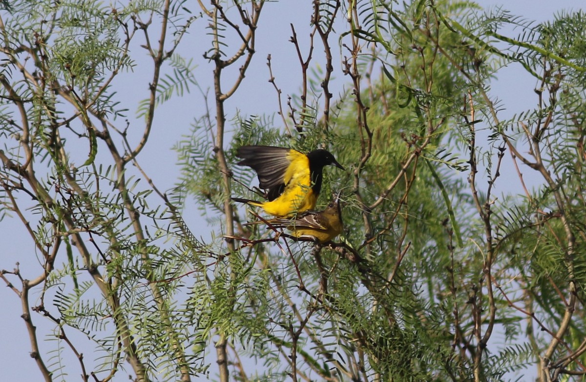 Scott's Oriole - ML634762113