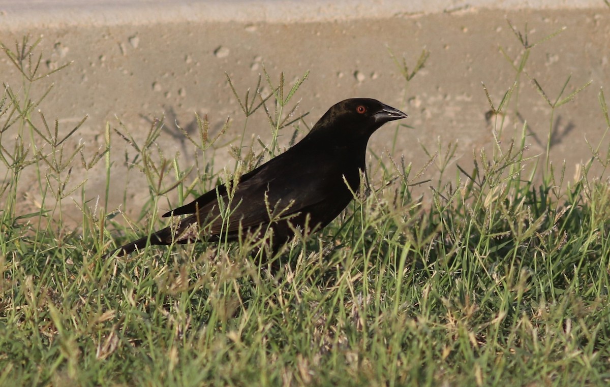 Bronzed Cowbird - ML634762117