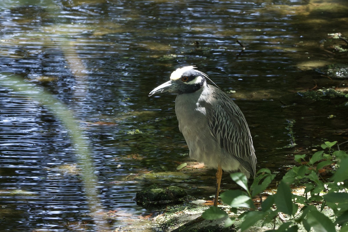 Yellow-crowned Night Heron - ML634762131