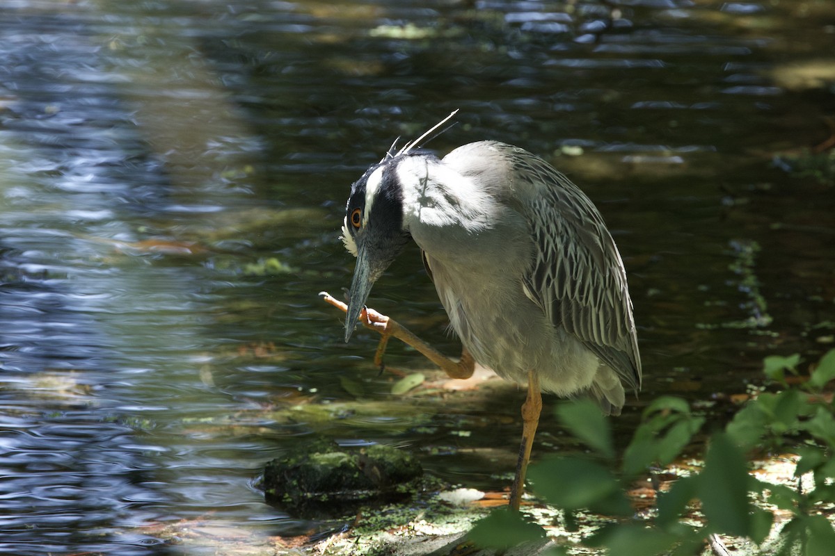 Yellow-crowned Night Heron - ML634762154