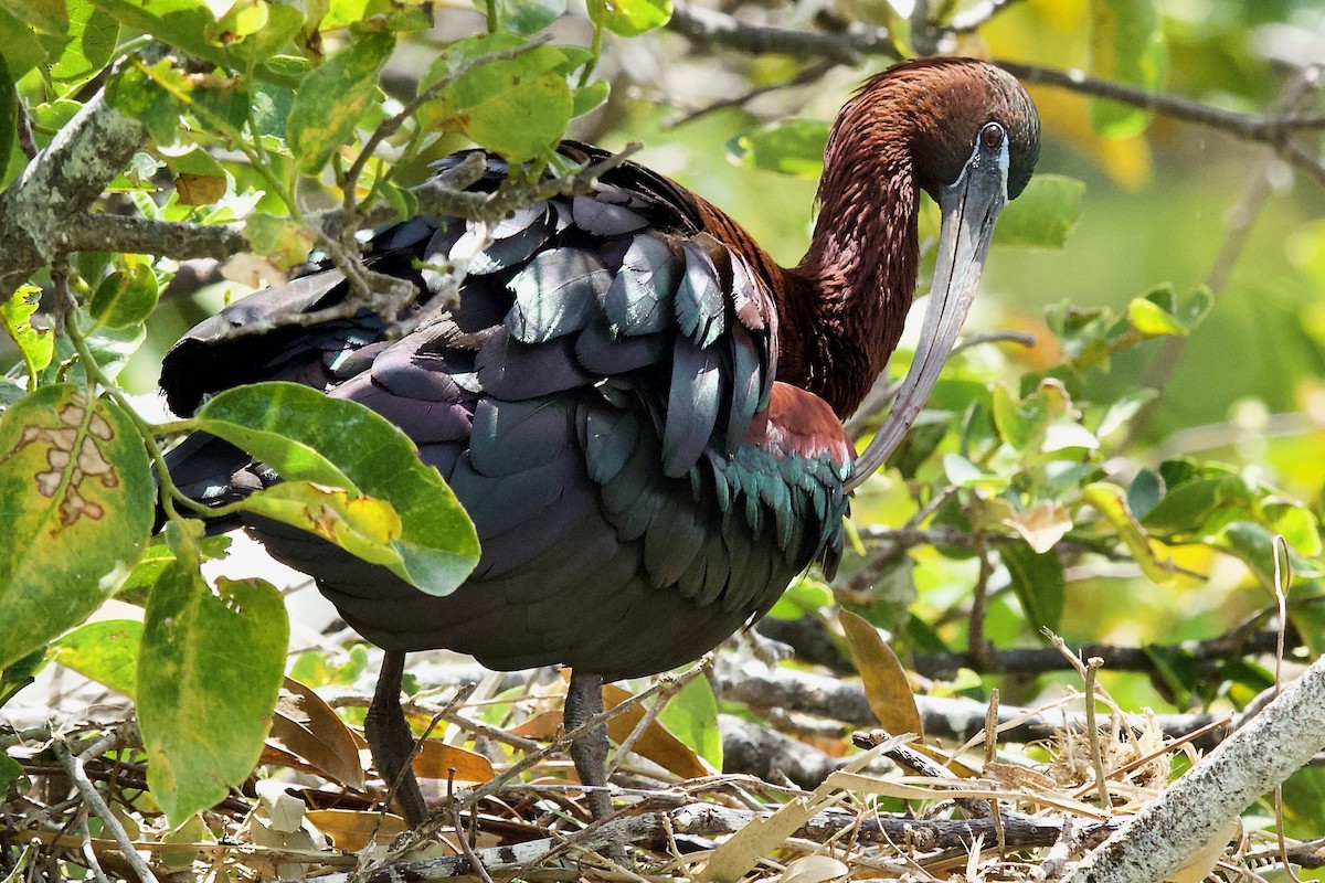 Glossy Ibis - ML634762193