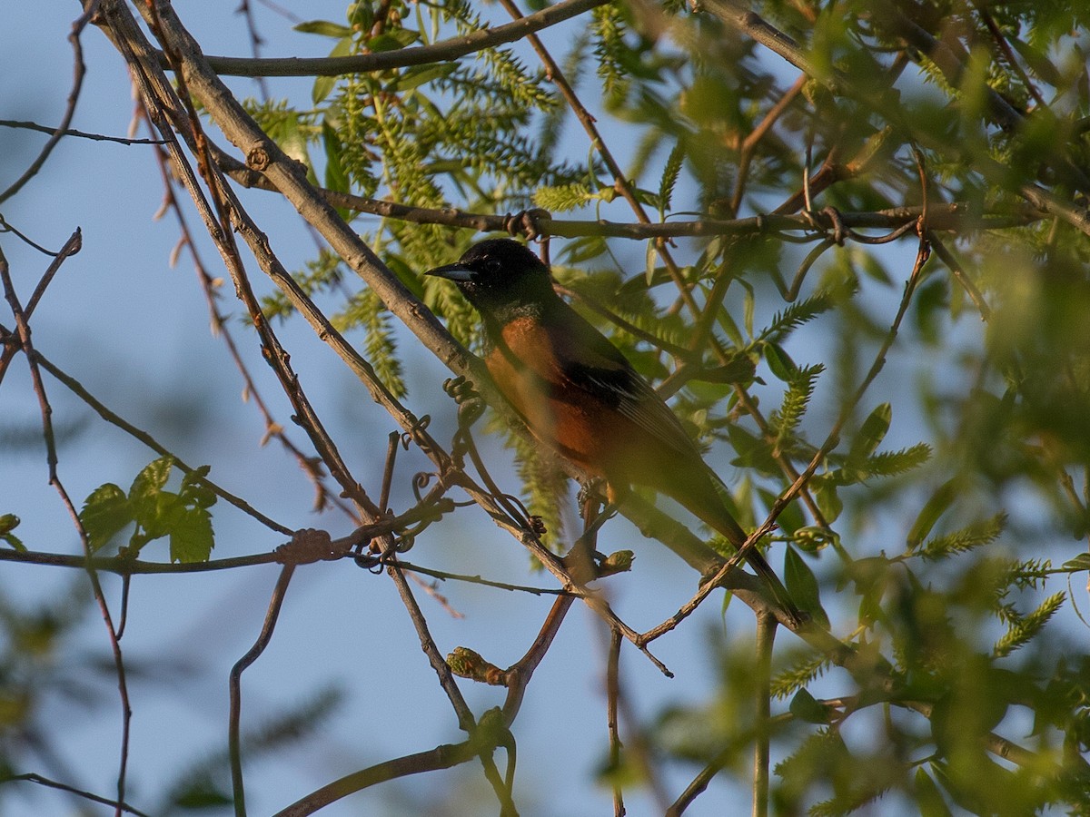 Turpial Castaño - ML634762246