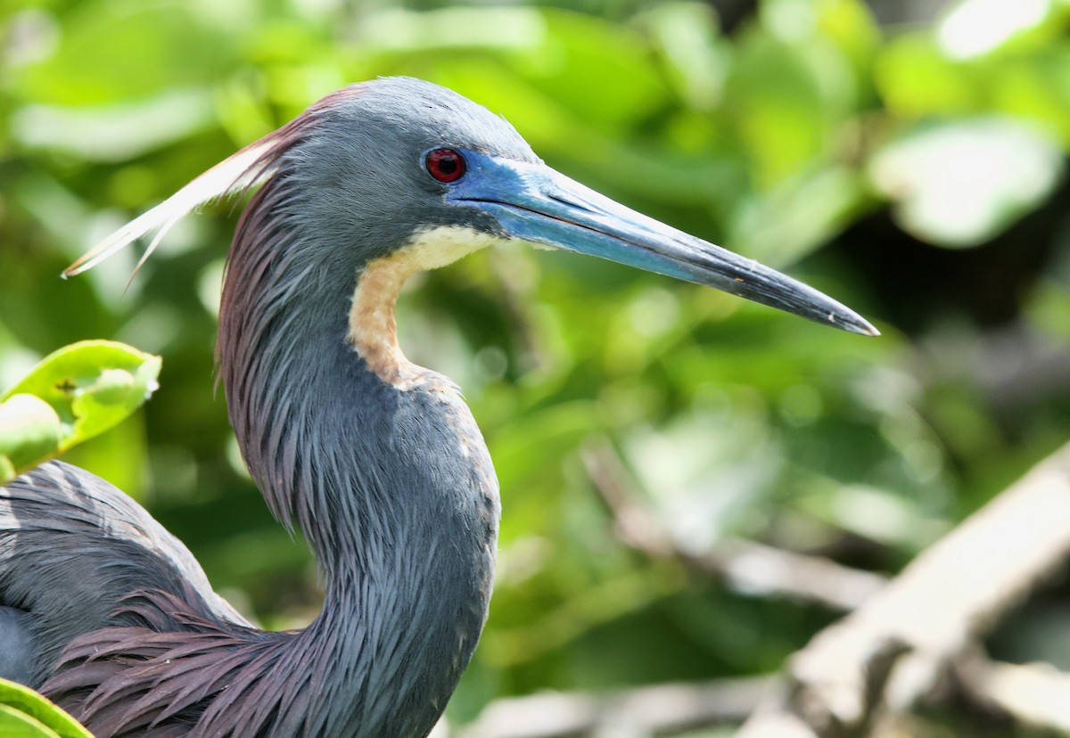 Tricolored Heron - ML634762259
