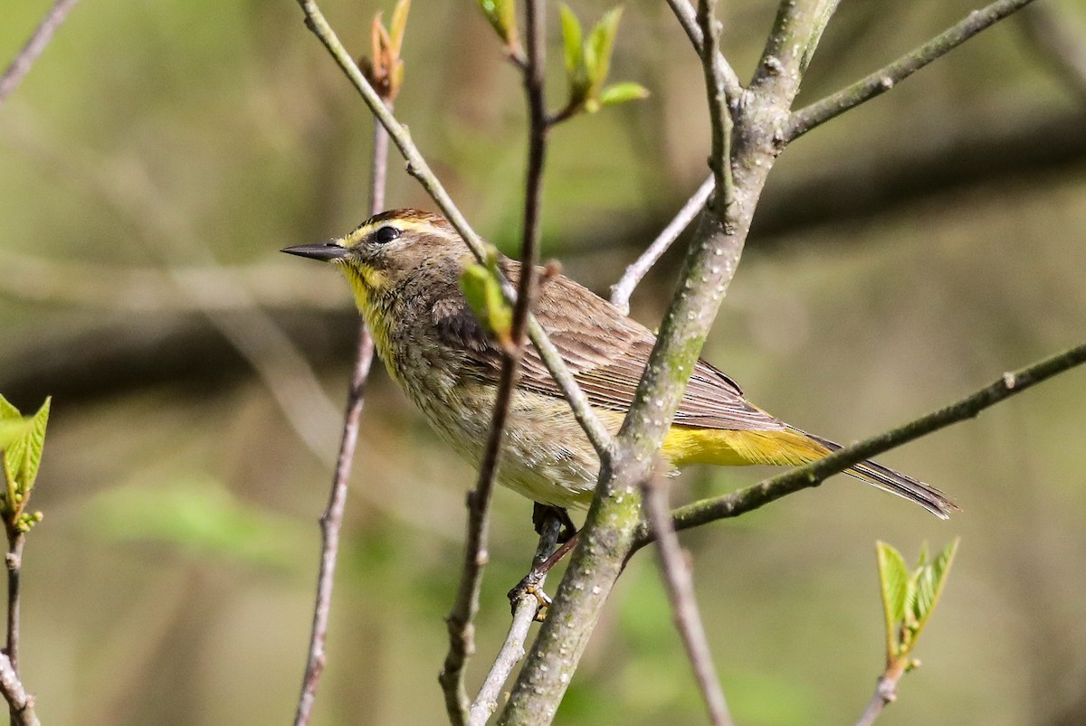 Palm Warbler - ML634762328