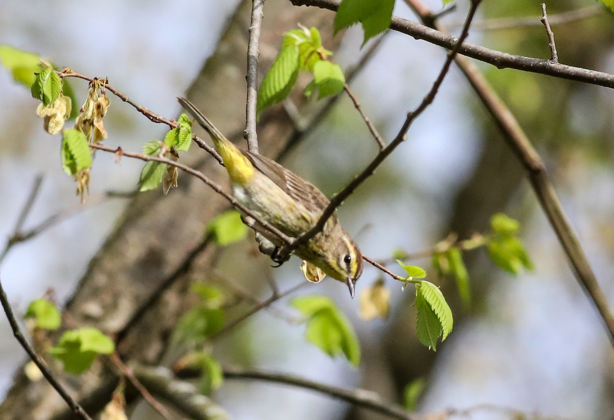 Palm Warbler - ML634762329