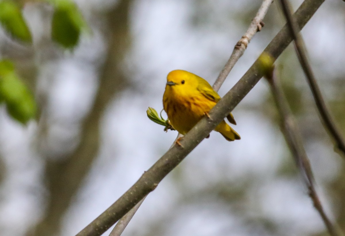 Yellow Warbler - ML634762341