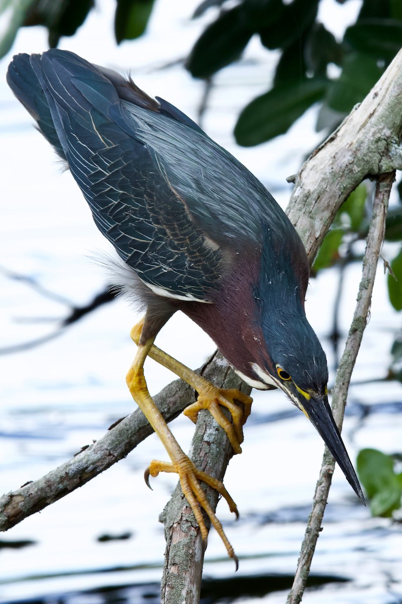 Green Heron - ML634762435