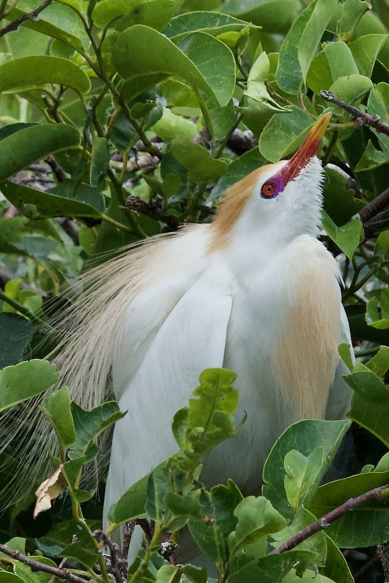 Western Cattle-Egret - ML634762457
