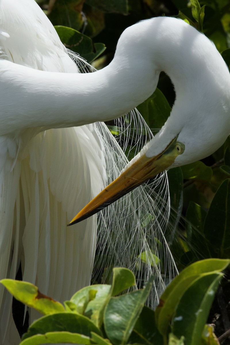 Great Egret - ML634762508