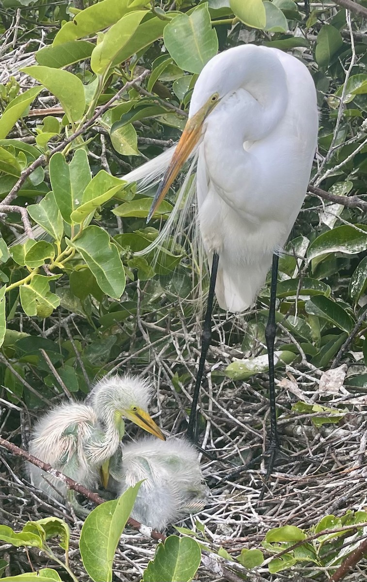 Great Egret - ML634762620