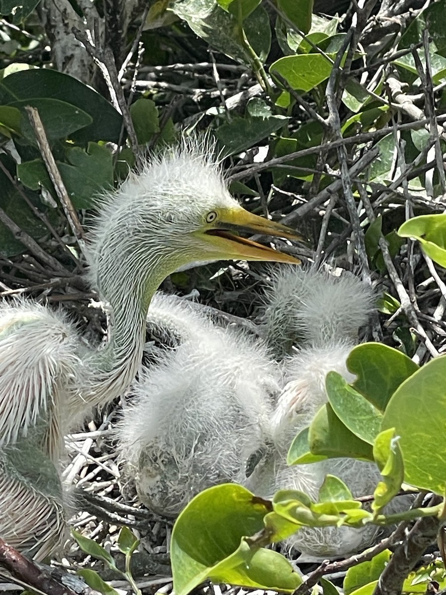 Great Egret - ML634762621