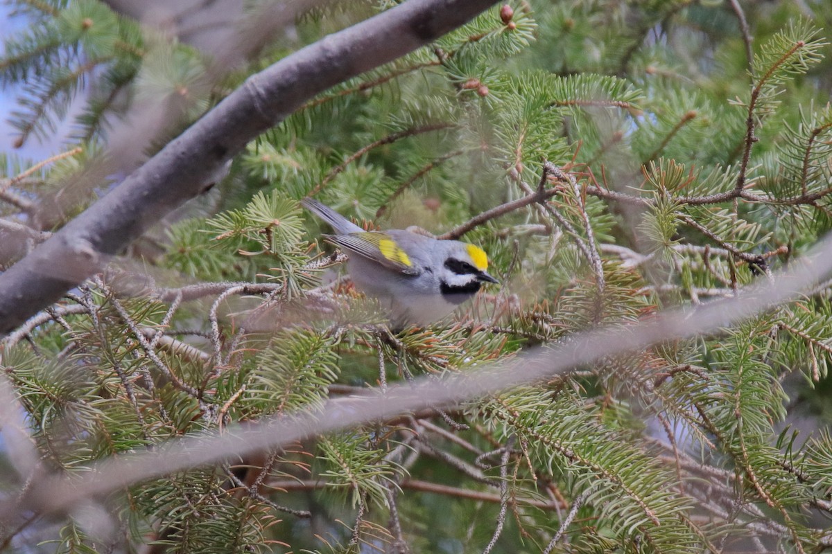 Golden-winged Warbler - ML634762660