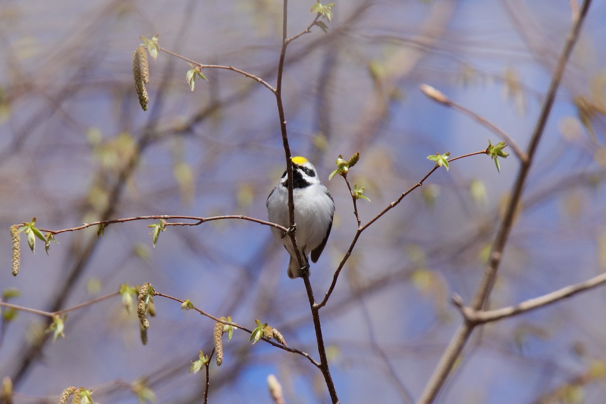 Golden-winged Warbler - ML634762667
