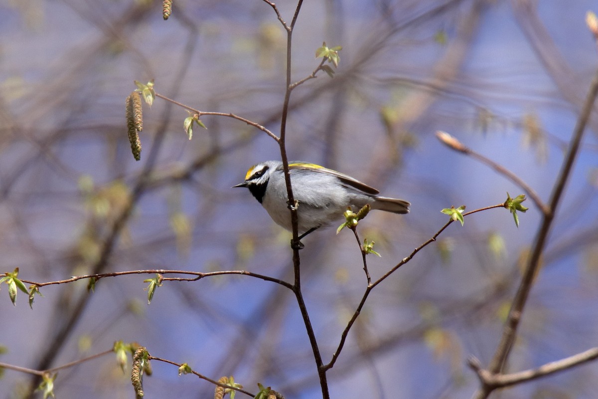 Golden-winged Warbler - ML634762670