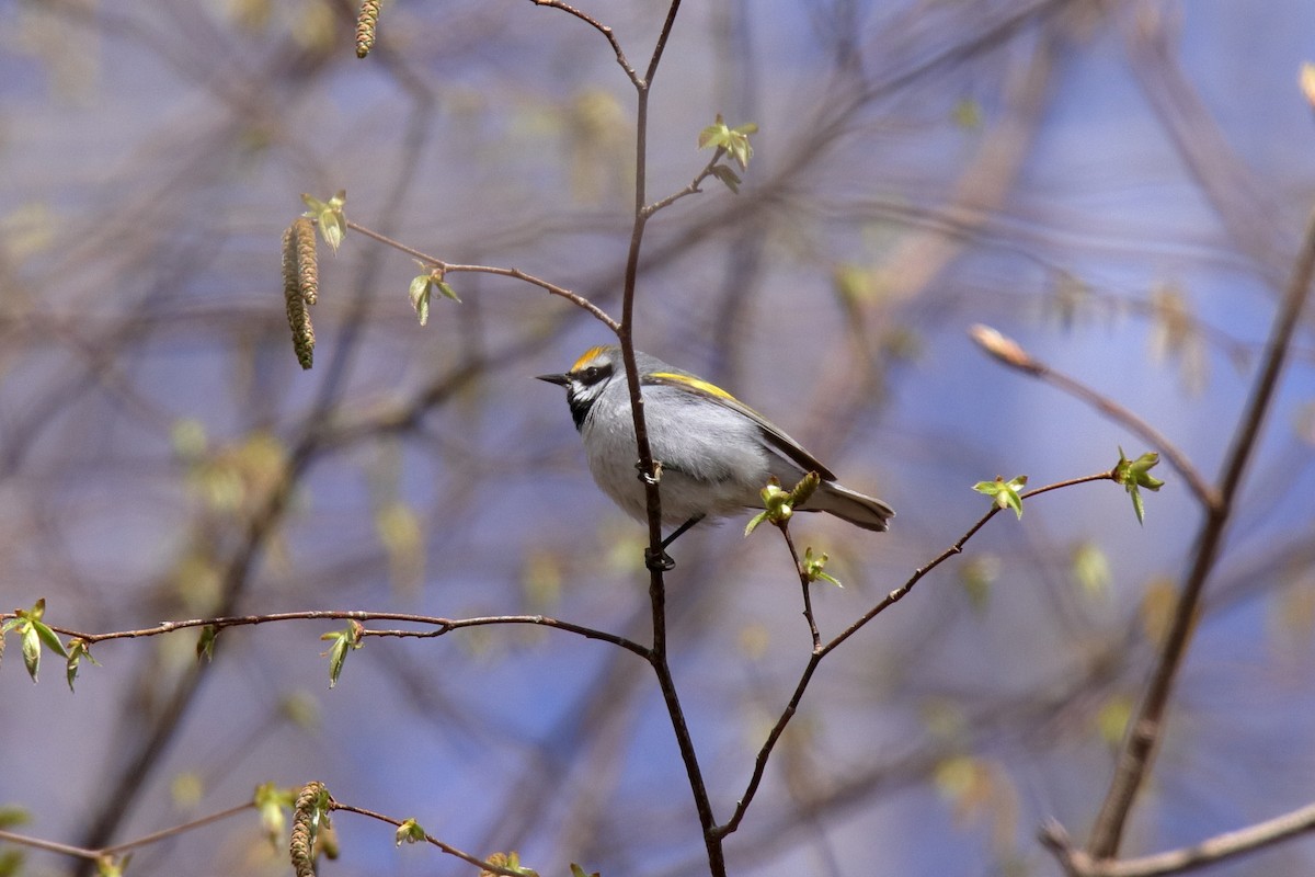 Golden-winged Warbler - ML634762671