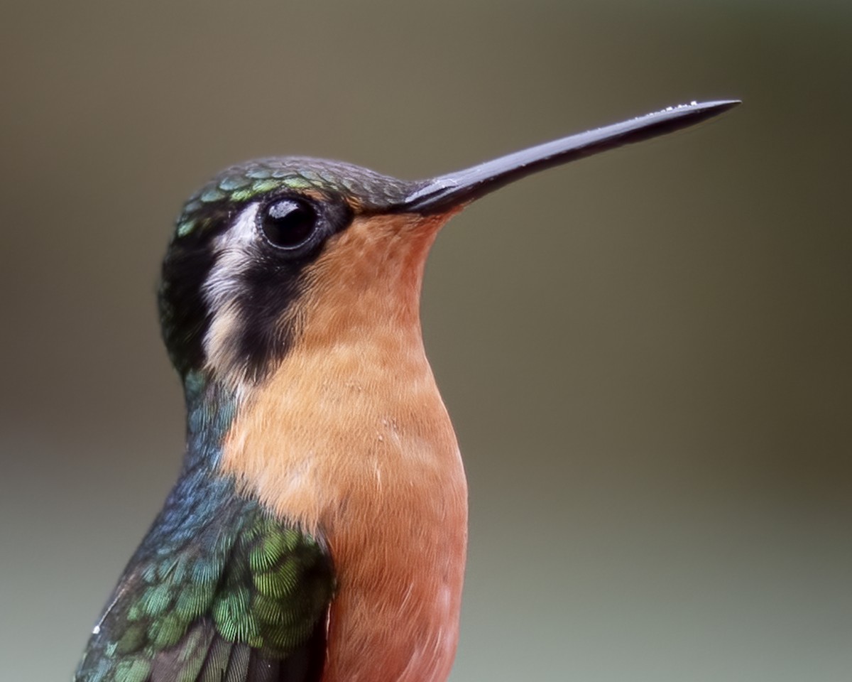 Purple-throated Mountain-gem - ML634762722
