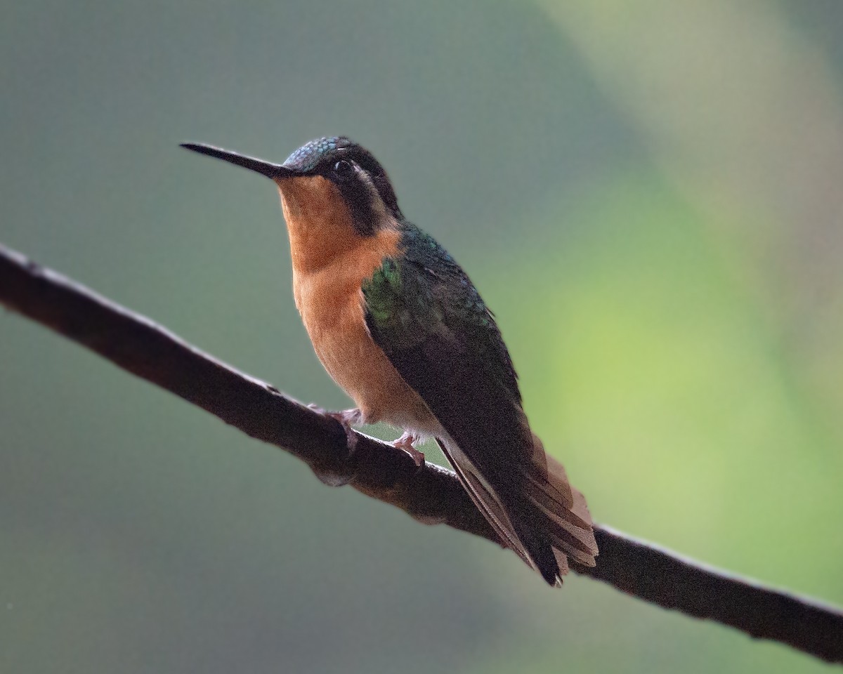 Purple-throated Mountain-gem - ML634762965
