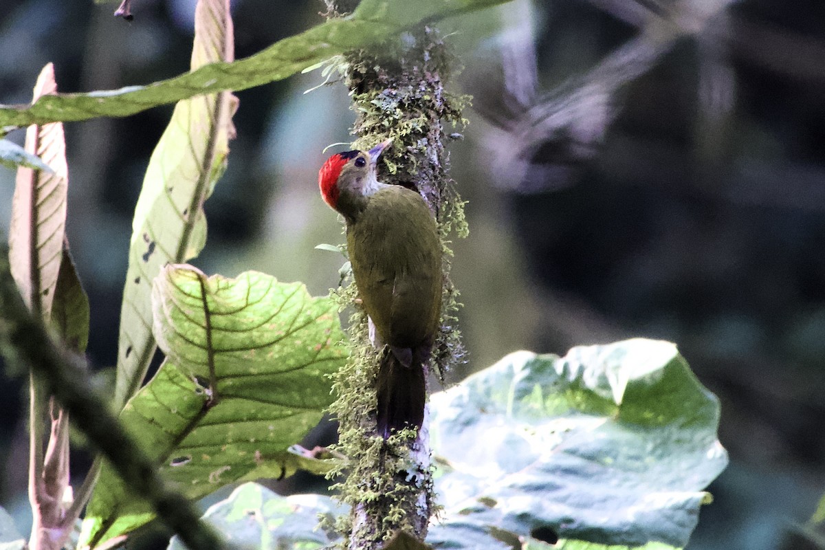 Elliot's Woodpecker - ML634763003