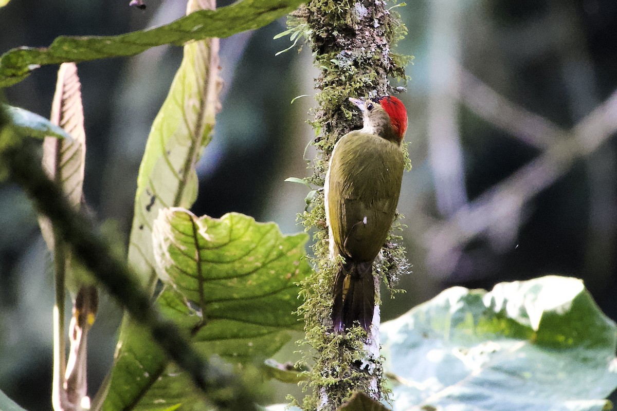 Elliot's Woodpecker - ML634763004