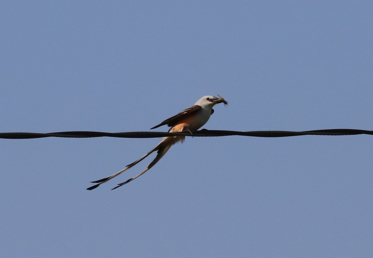 Scissor-tailed Flycatcher - ML634763029