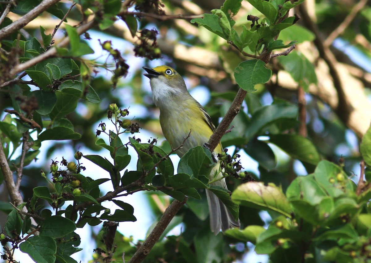 White-eyed Vireo - ML634763053