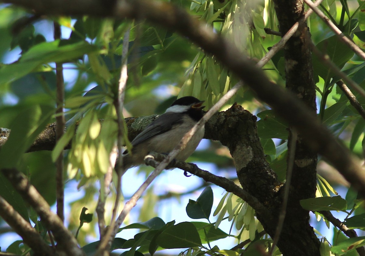 Carolina Chickadee - ML634763065