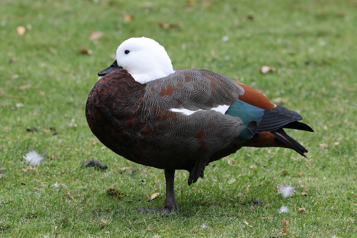 Paradise Shelduck - ML634763222