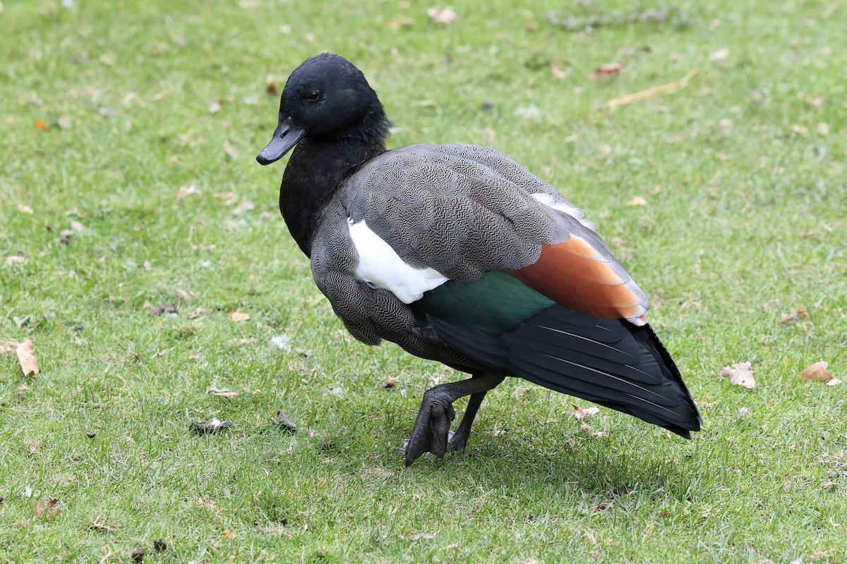 Paradise Shelduck - ML634763223