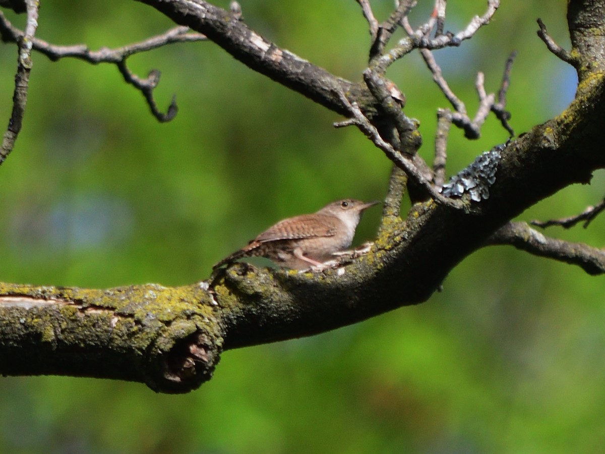 Northern House Wren - ML634763225