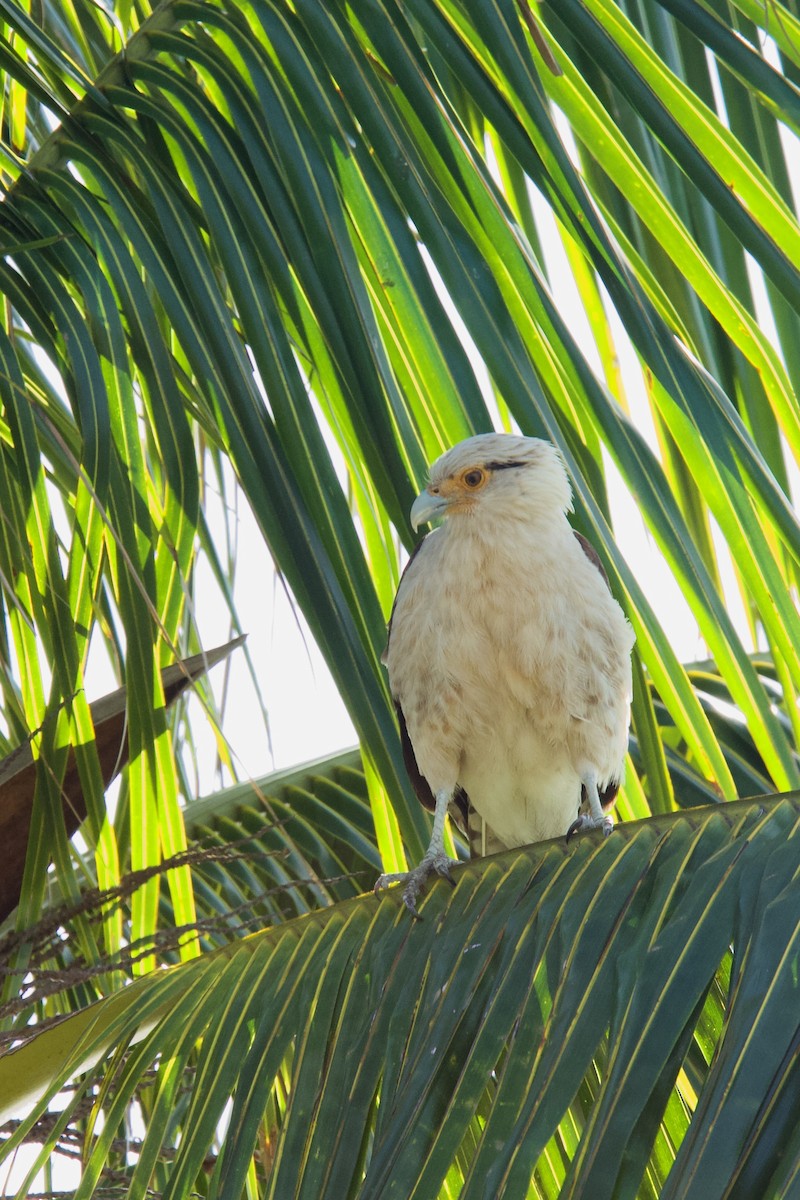 Yellow-headed Caracara - ML634763307