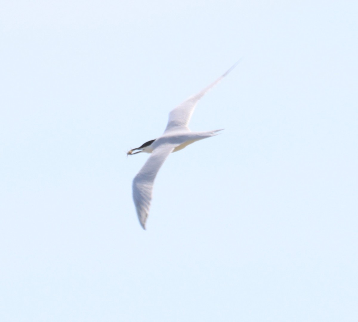 Gull-billed Tern - ML634763525