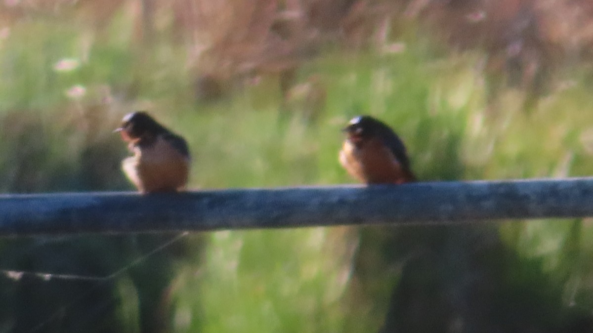 Barn Swallow - ML634763662