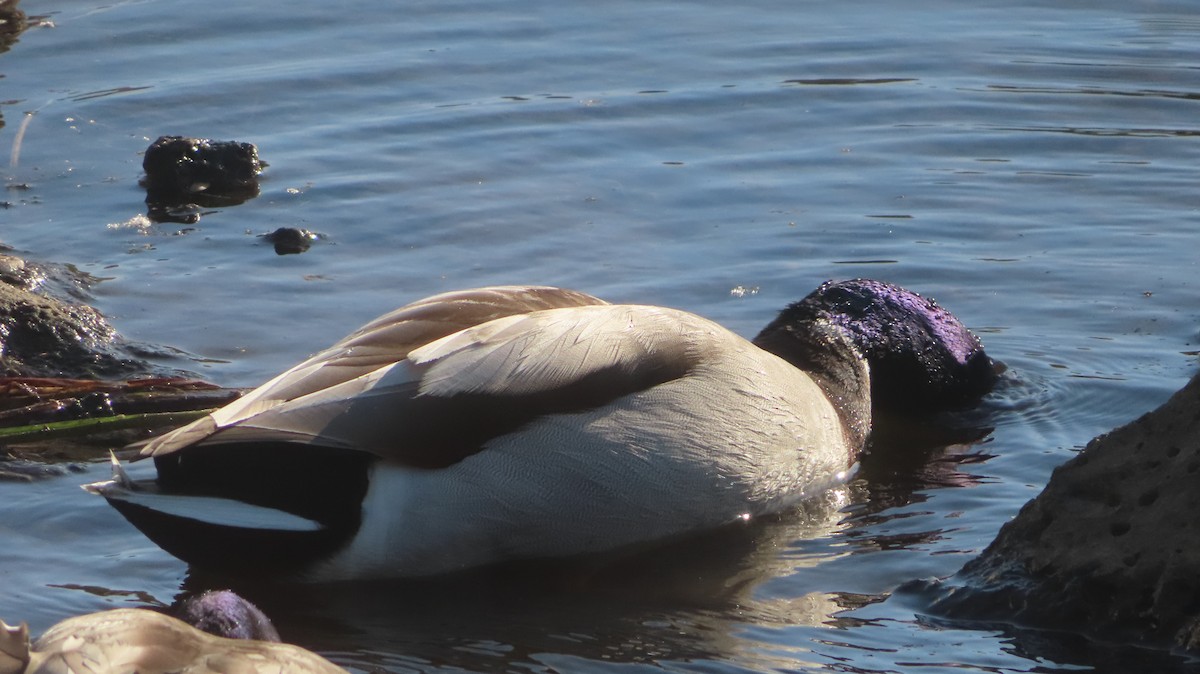 Mallard - ML634763692