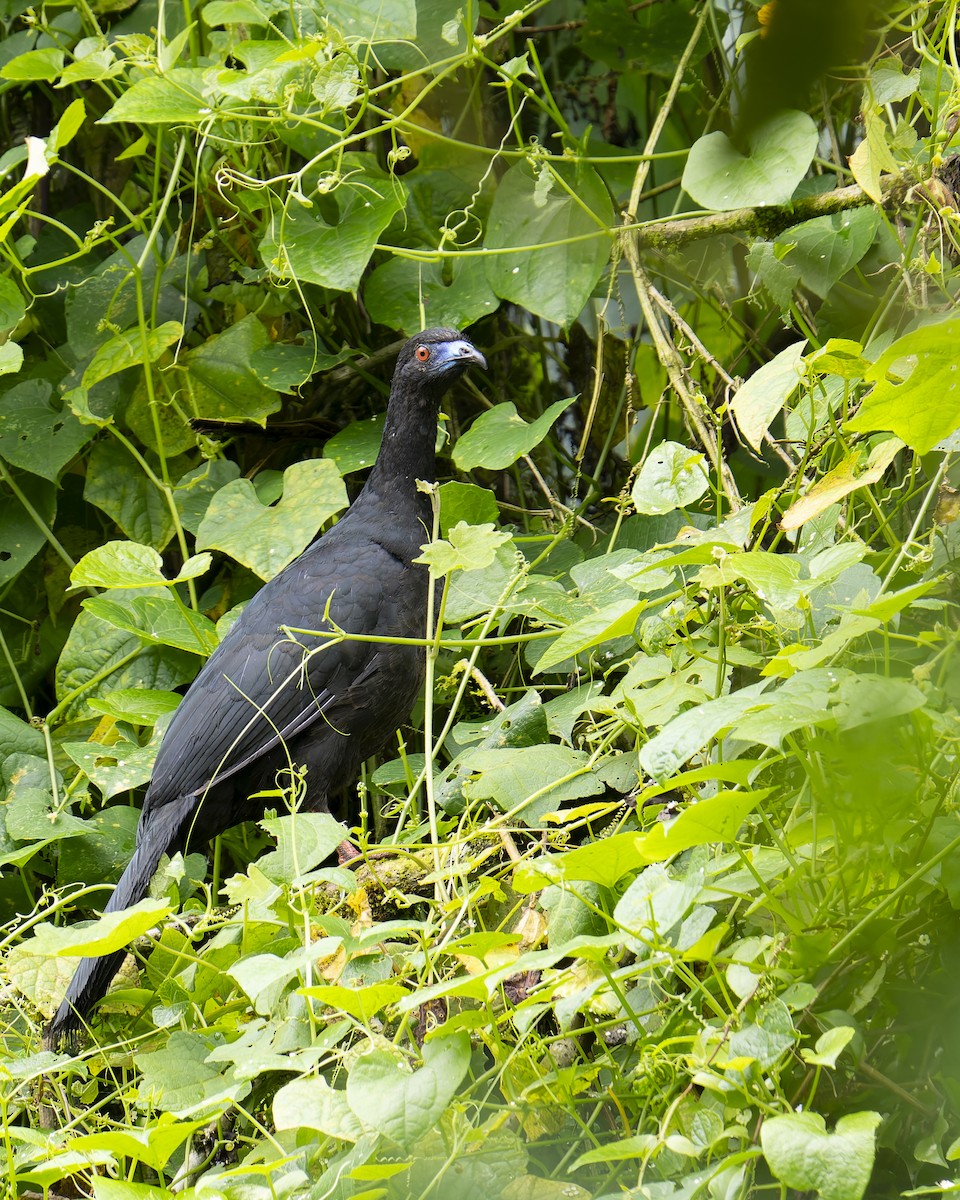 Black Guan - ML634763701