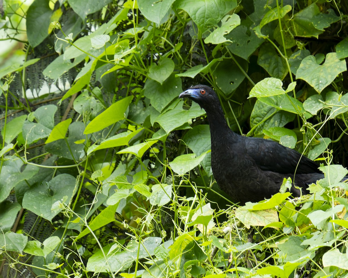 Black Guan - ML634763713