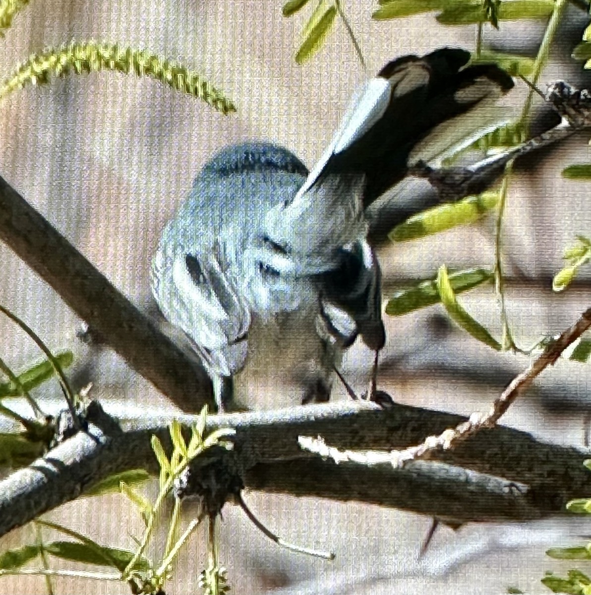 Black-tailed Gnatcatcher - ML634763780