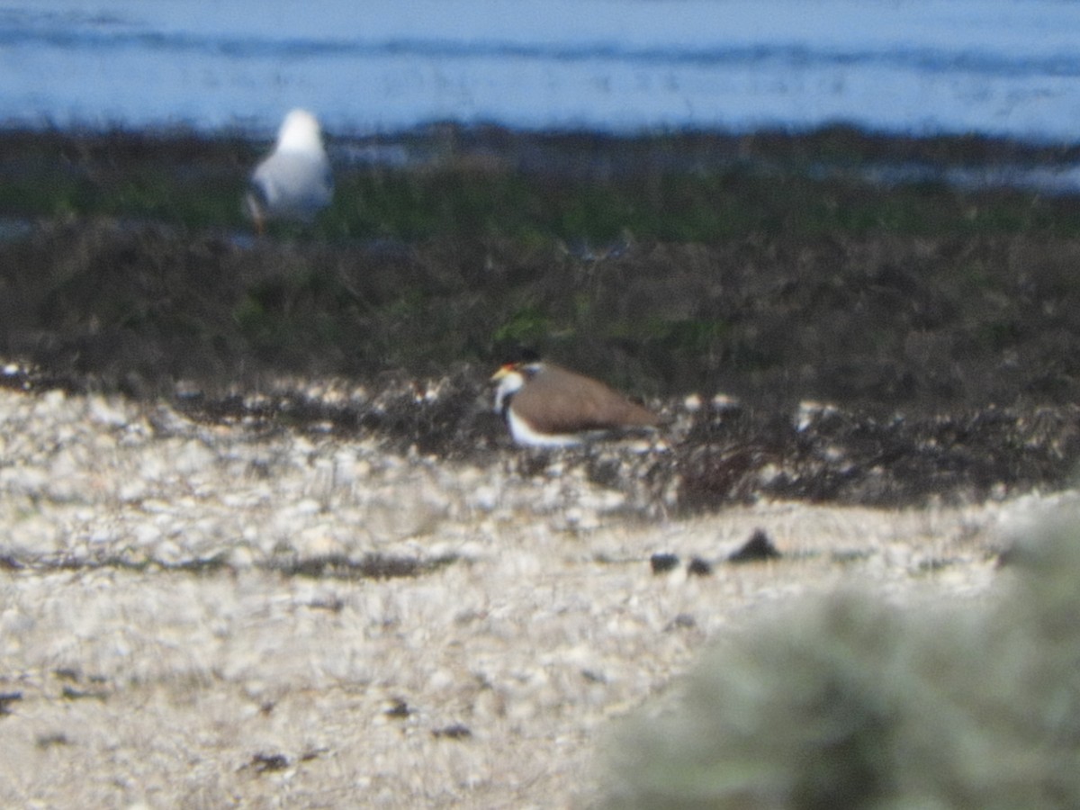 Banded Lapwing - ML634763833