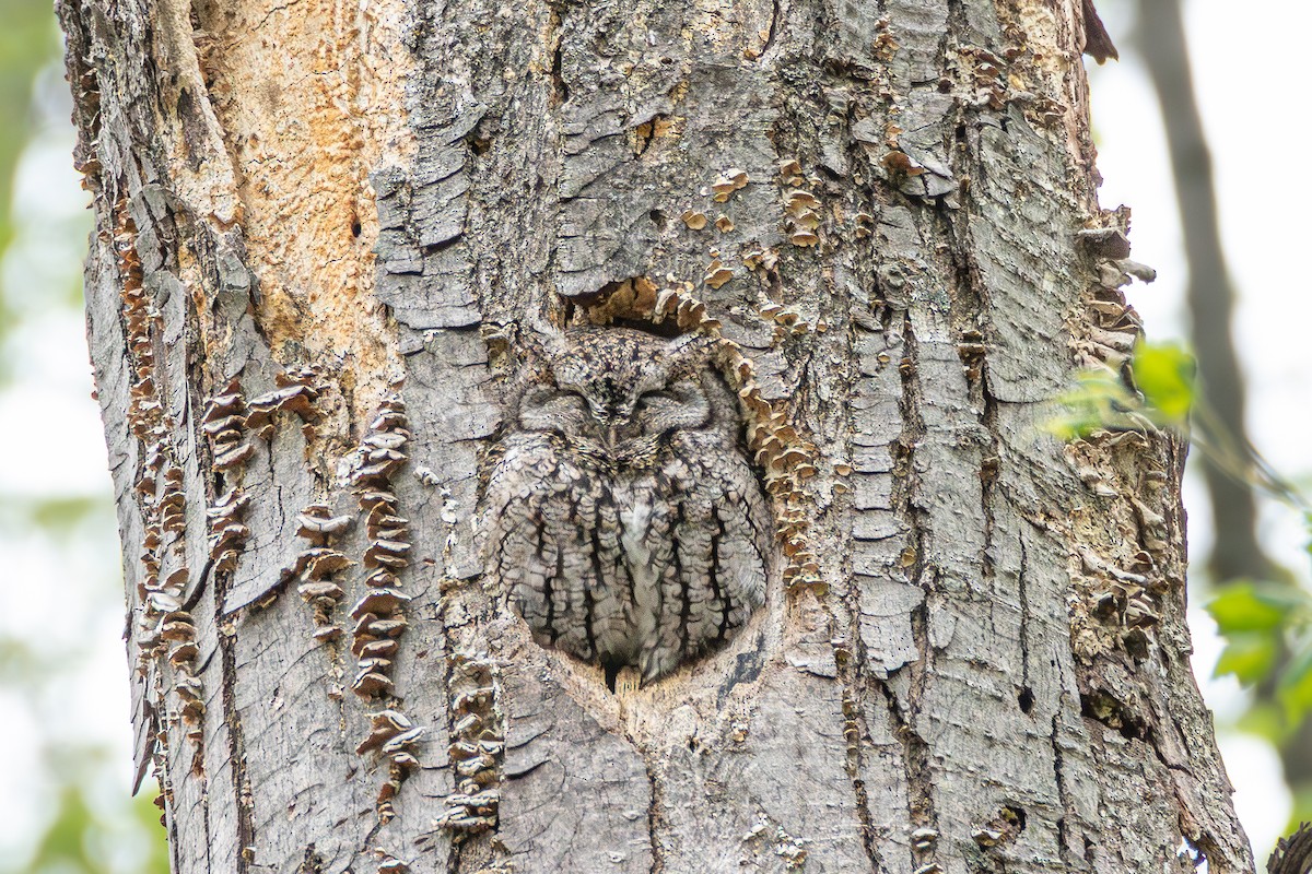 Eastern Screech-Owl - ML634763863