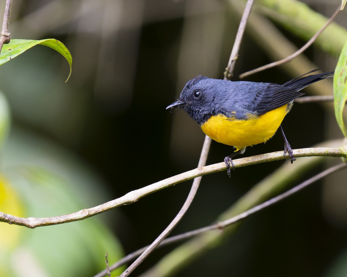 Slate-throated Redstart - ML634763870