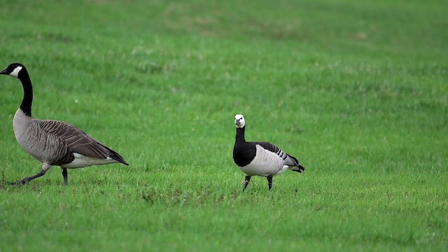 カオジロガン - ML634763899