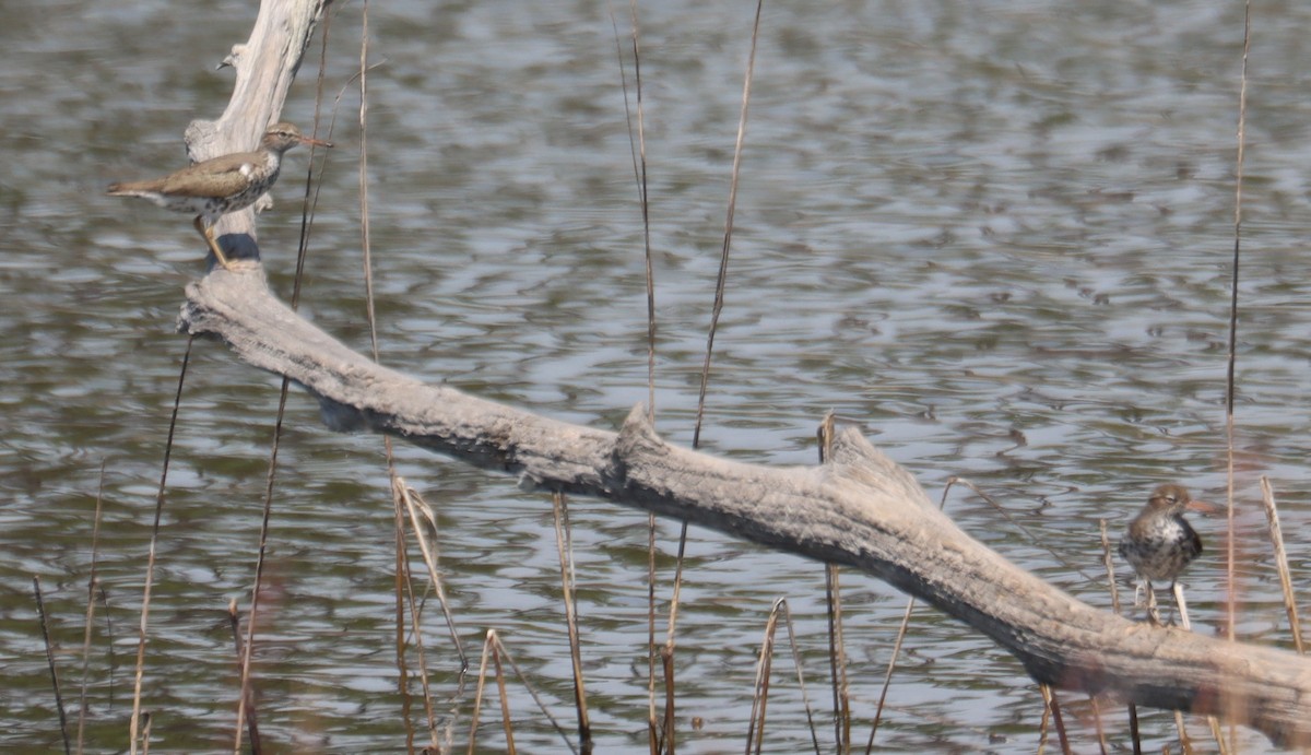 Spotted Sandpiper - ML634764004