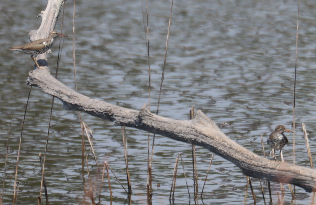 Spotted Sandpiper - ML634764014