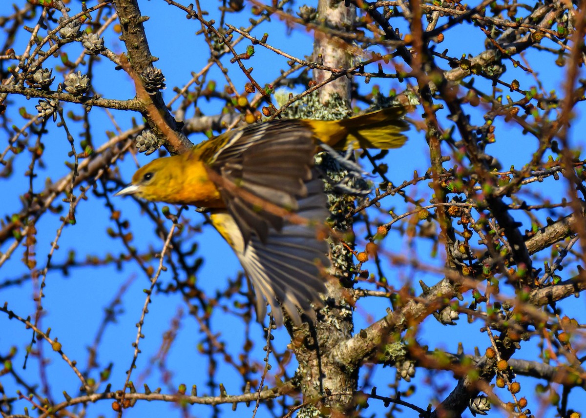 Baltimore Oriole - ML634764074