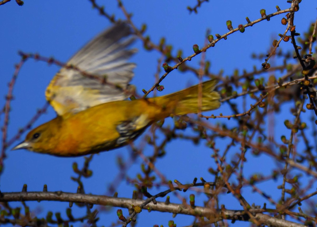 Baltimore Oriole - ML634764075
