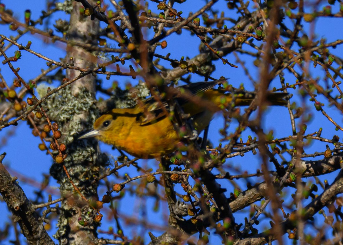 Baltimore Oriole - ML634764076