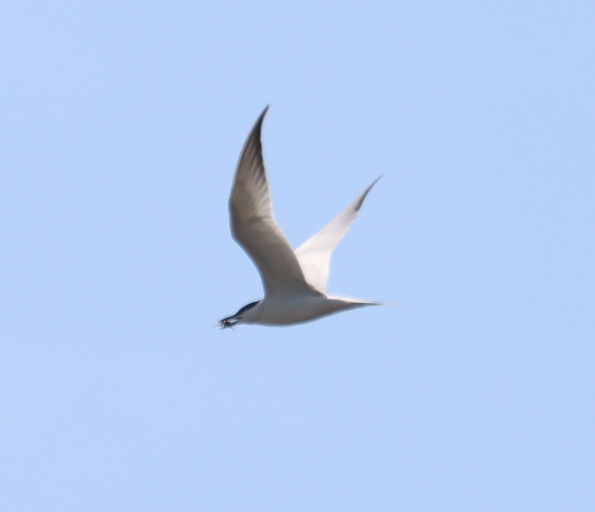 Gull-billed Tern - ML634764212