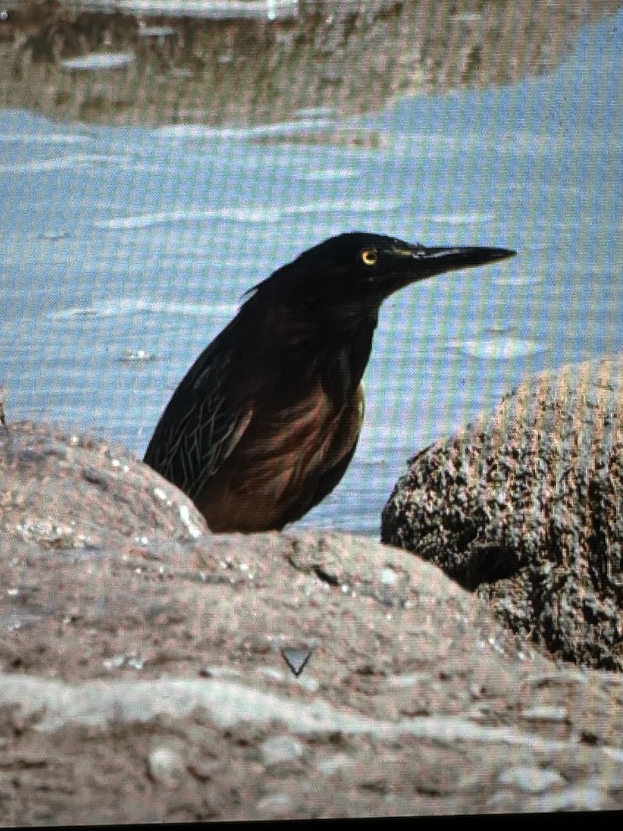 Koartzatxo berdea - ML634764239