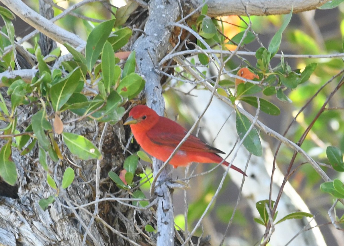 Summer Tanager - ML634764243