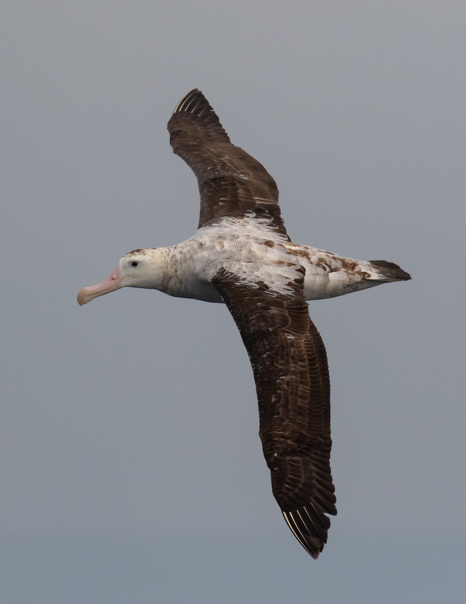 Antipodean Albatross (Gibson's) - ML634764247