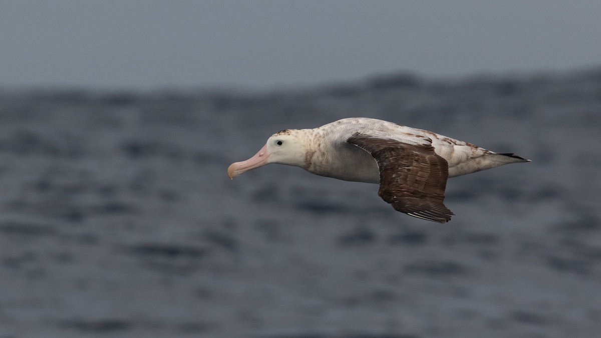 Antipodean Albatross (Gibson's) - ML634764248
